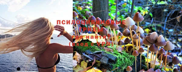 сатива Арсеньев